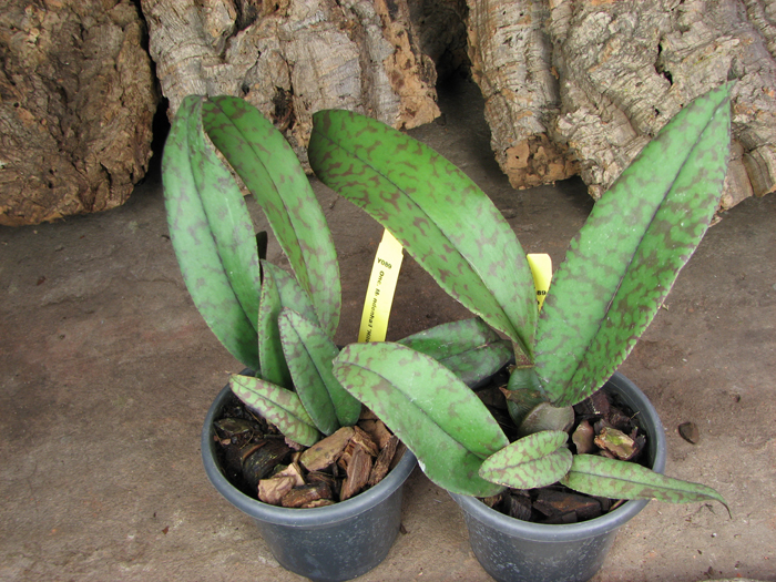 Psychopsis Mendenhall 'Hildos'.jpg