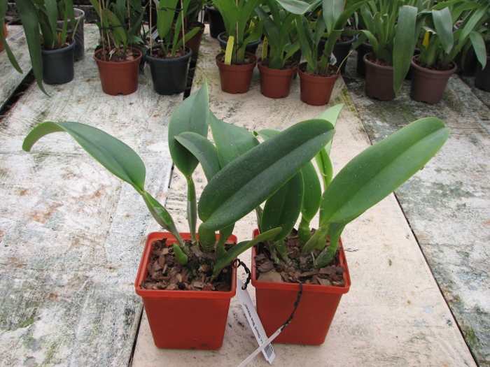 Laeliocattleya Dinard 'Blue Heaven'.JPG