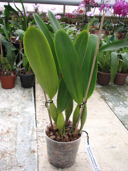 Laeliocattleya C G Roebling 'Blue Indigo' (Cattleya gaskelliana x Laelia purpurata).JPG