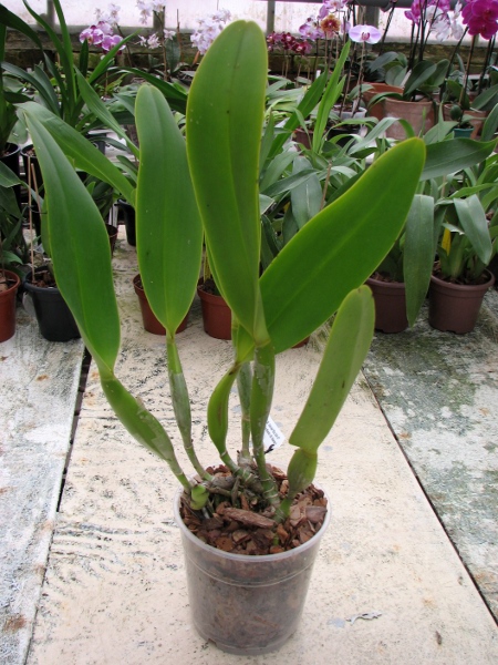 Brassolaeliocattleya Toshie Aoki 'Pizazz Subv OC' (Blc. Faye Miyamoto x Blc. Waianae Flare).JPG