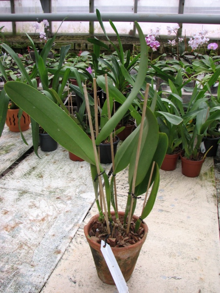 Brassolaeliocattleya Toshie Aoki 'Red Hsinying' (Faye Miyamoto x Waianae Flare).JPG