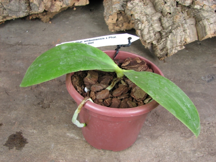Phalaenopsis amboinensis x Phalaenopsis Penang Girl.JPG