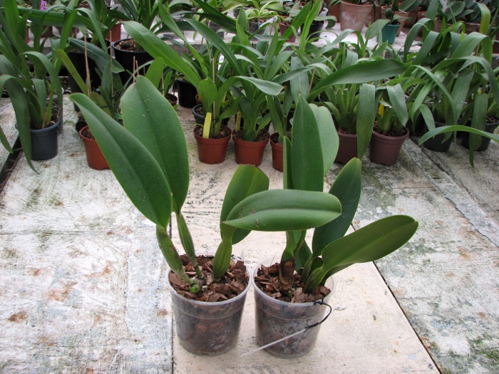 Potinara Spanish Eyes 'Tian Mu' (Apricot Flare x Memoria Wang Tzu-Chang).JPG