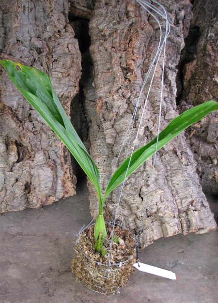 Gongora portentosa.JPG
