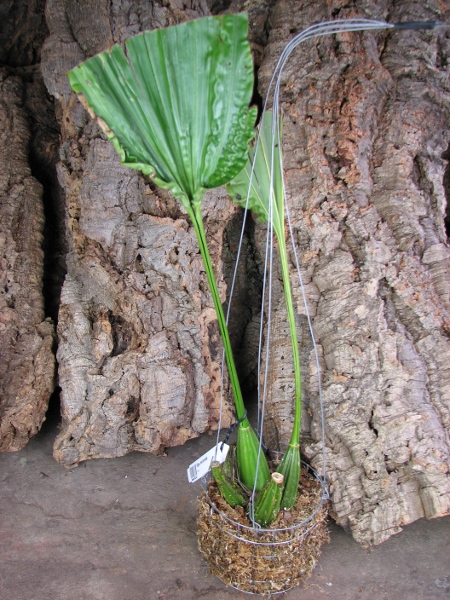 Gongora ecornuta.JPG