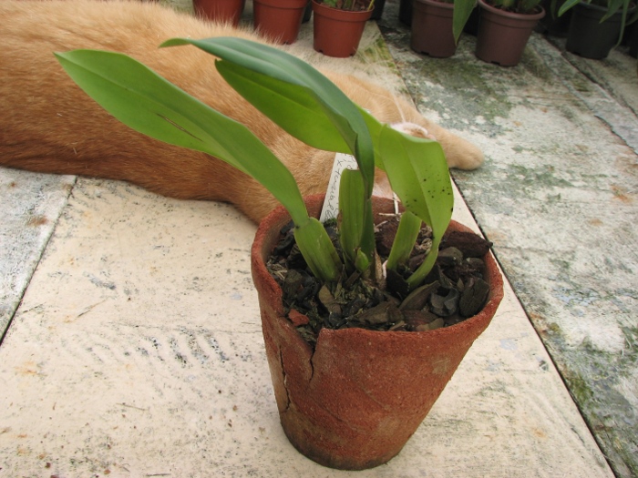 Trichopillia Senne Star (tortilis 'large' x turialbae 'alpha').JPG