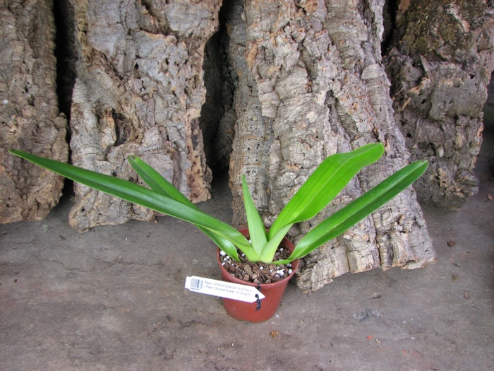 Paphiopedilum rothschildianum 'In-Charm' x Paphiopedilum Stoned Susan 'In-Charm'.JPG