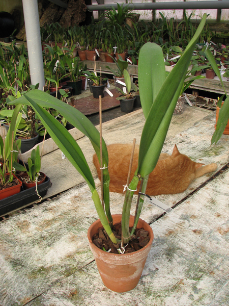 Brassolaeliocattleya Goldenzelle 'Saddle Peak.jpg