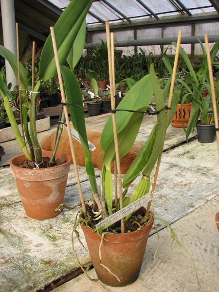Cattleya labiata semi alba 'Pingo de Luz' (Z-12) x Cattleya labiata alba 'Jassira' (Z-86).jpg