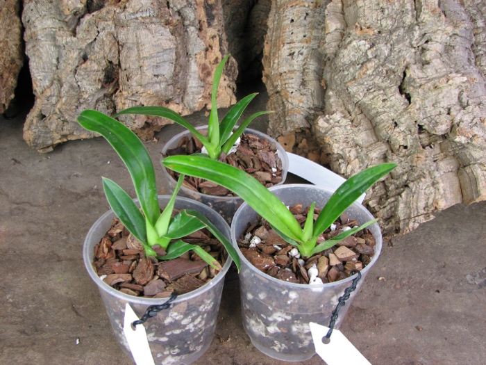 Phragmipedium Andean Tears (wallisii x kovachii).JPG