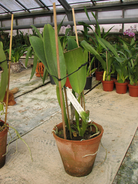 Cattleya labiata semi alba 'Marina' x Cattleya labiata alba 'Nuvem Branca'.jpg