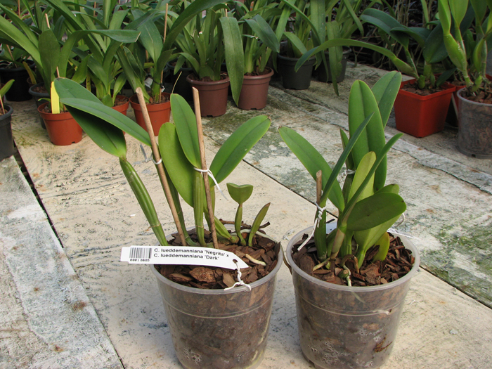 Cattleya lueddemanniana 'Negrita' x Cattleya lueddemanniana 'Dark'.jpg