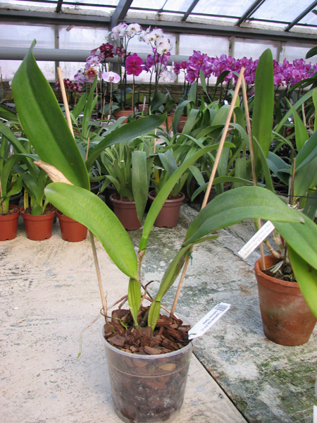 Cattleya quadricolor tipo XXX x Cattleya quadricolor 'Rainha'.jpg