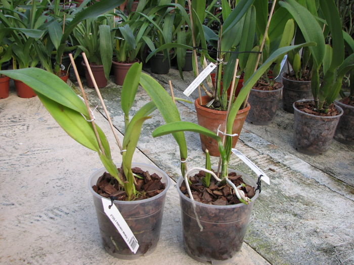 Cattleya trianae coerulea x SELF.jpg