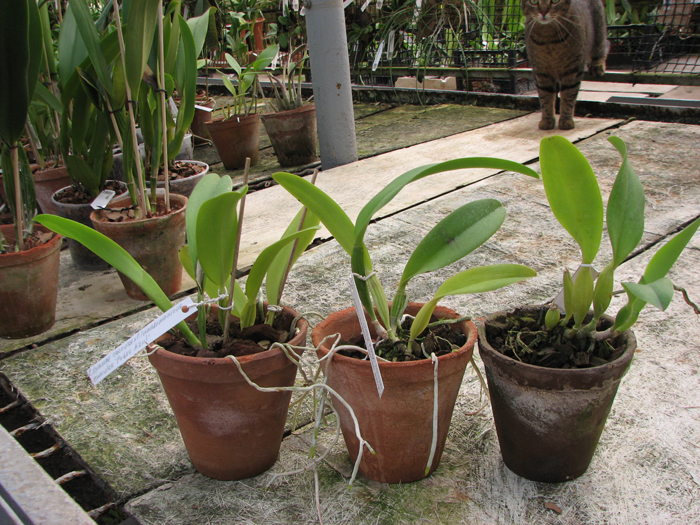 Cattleya trianae coerulea (36-8) x Cattleya lueddemanniana coerulea 'Pedra Azul'.jpg