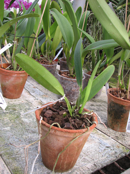 Cattleya trianae trilabelo 'AWZ' x Cattleya trianae aquinada 'AWZ'.jpg