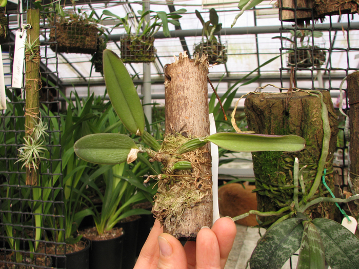 Cattleya luteola 'Eldorado' x SELF.jpg