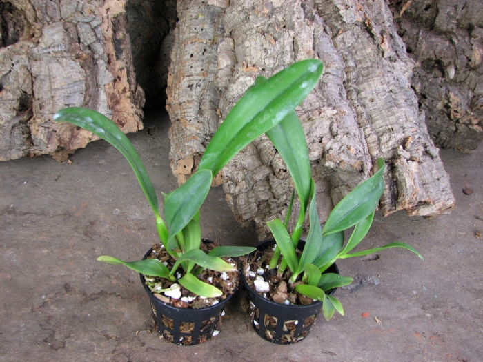 Sophrolaeliocattleya Hawaiian Splash 'Lea' (Payche x Mishima Star).JPG