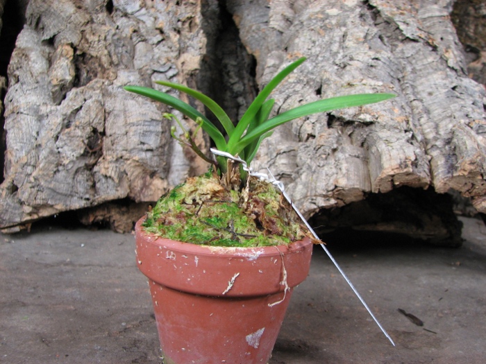 Neofinetia falcata Hisui.JPG
