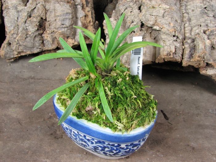 Neofinetia falcata Furan Takachiho.JPG