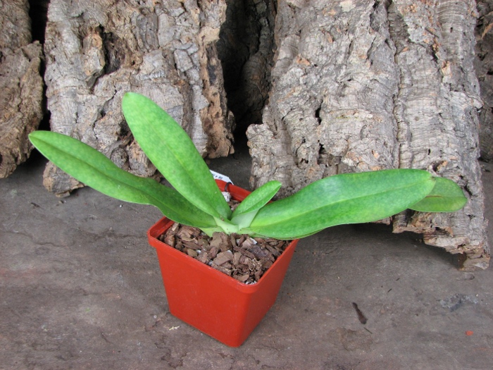Paphiopedilum Deli Saint (delenatii x St. Swithin 'In-Charm').JPG