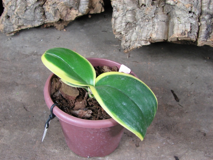 Doritaenopsis Sogo Vivien Variegated leaf.JPG