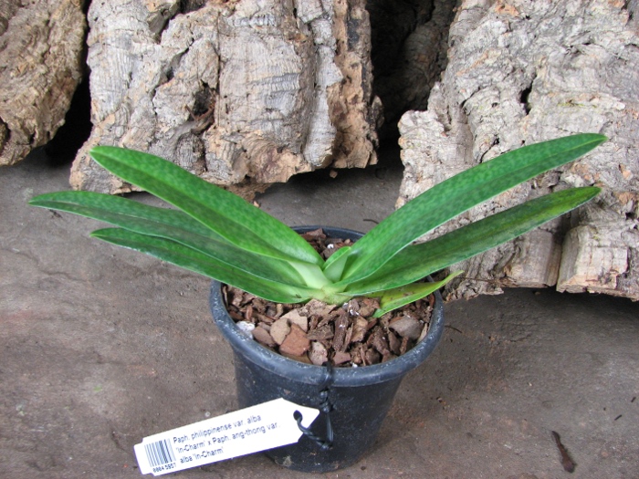 Paphiopedilum philippinense var. alba 'In-Charm' x Paphiopedilum ang-thong var. alba 'In-Charm'.JPG