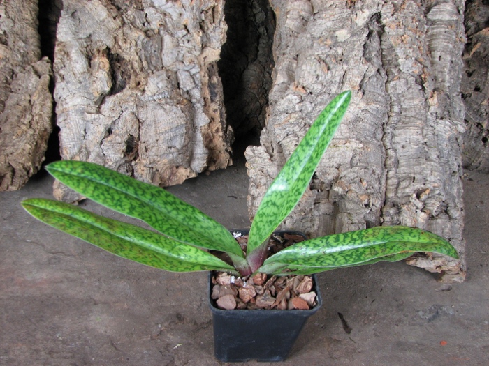 Paphiopedilum Dark Spell 'Ruby' x Paphiopedilum St. Swithin 'Swallow'.JPG