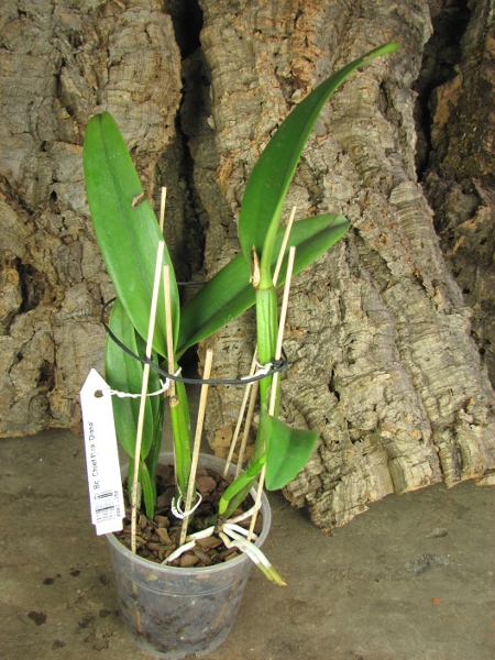 Brassocattleya Chief Pink 'Diana'.JPG