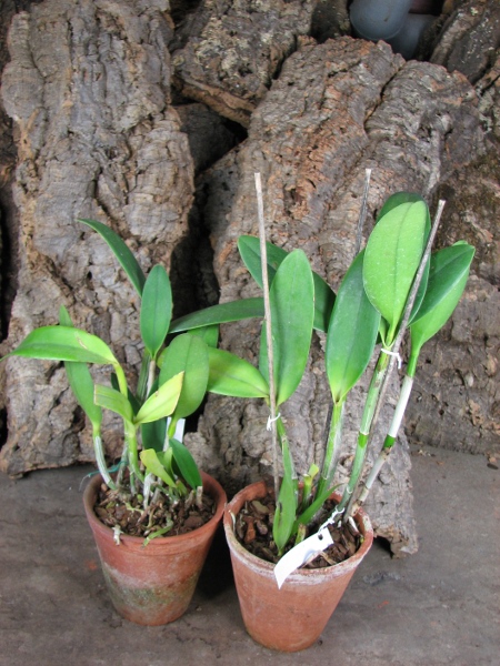 Rhyncholaeliocattleya Waianae Leopard 'Ching Hua'.JPG