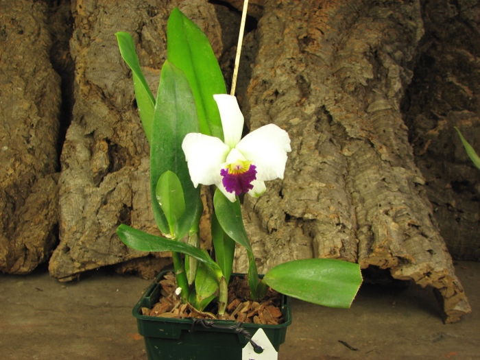 Laeliocattleya Imperial Charm 'Sato' (Pri Pri x Imperial Wings).JPG