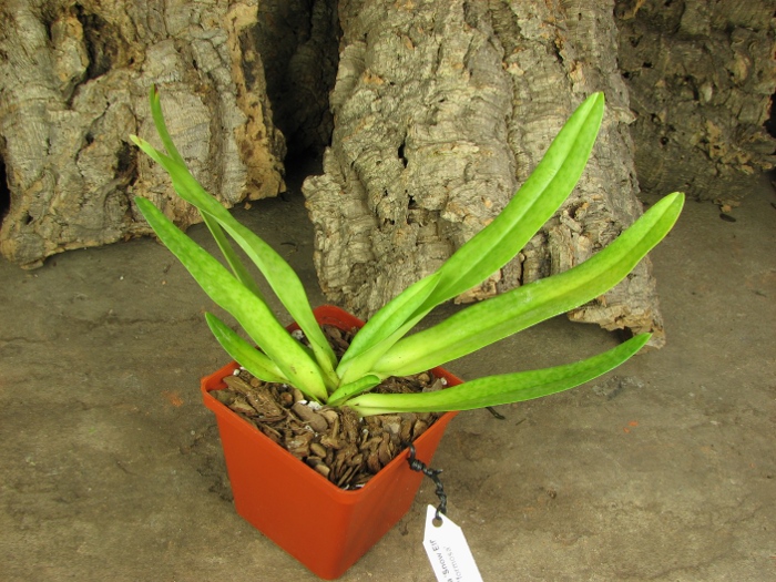 Paphiopedilum ang-thong var. alba 'Snow Elf' x Paphiopedilum stonei var. alba 'formosa'.JPG