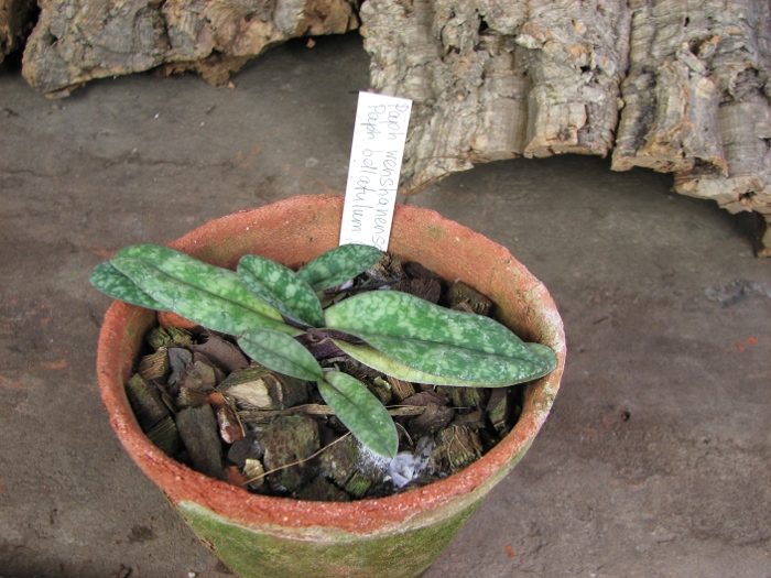Paphiopedilum wenshanense 'Hsiao' x Paphiopedilum bellatulum 'Good Dorsal'.JPG
