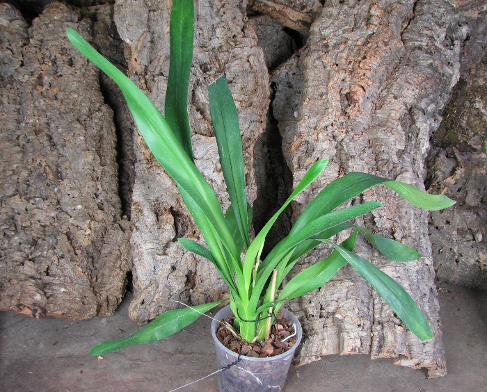 Oncidium Ron's Rippling Delight 'Pacific Parfait'.JPG