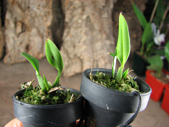 Oncidium coloratum.jpg