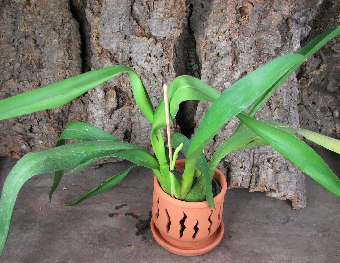 Beallara Tropic Lily 'Ice Palace'.JPG