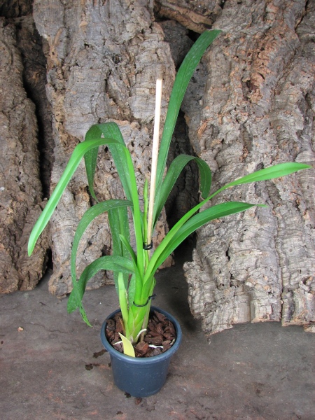 Beallara Patricia McCully 'Pacific Matriarch'.JPG