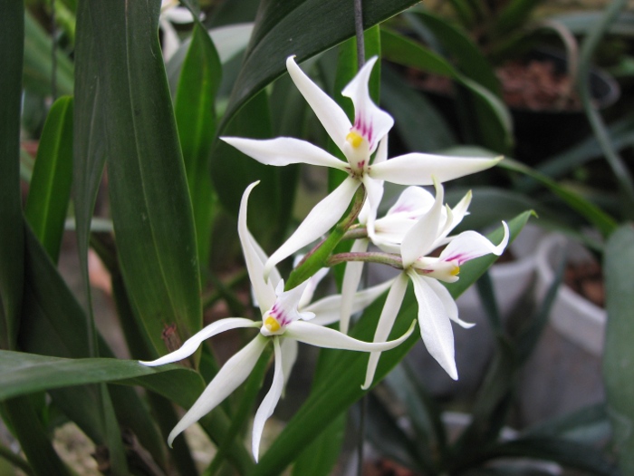 Epidendrum faustum.JPG