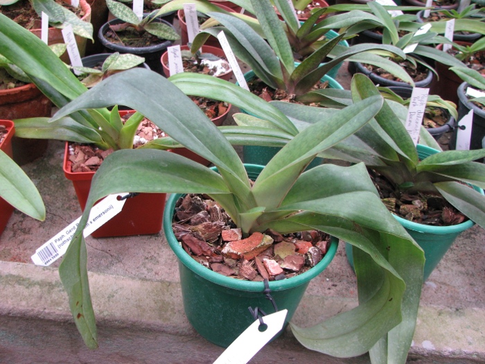 Paphiopedilum moquetteanum x anitum.JPG