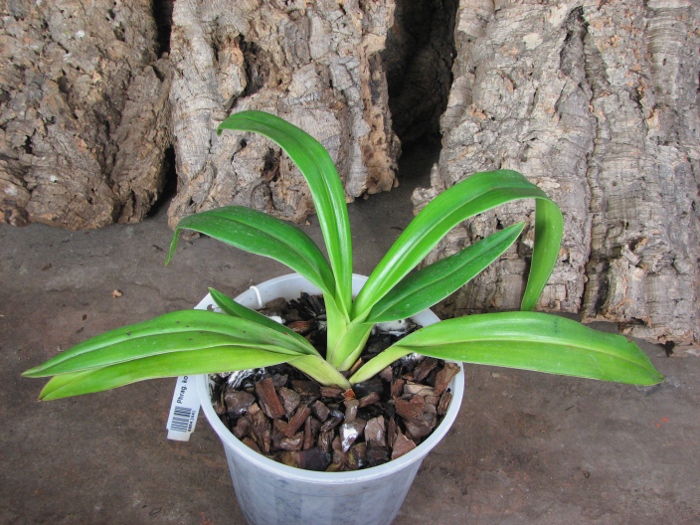 Phragmipedium kovachii.JPG