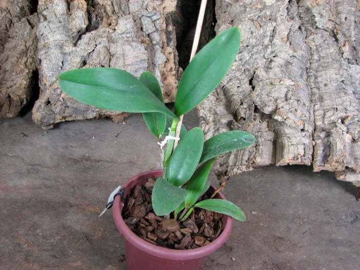 Cattleya Little Seagull .JPG