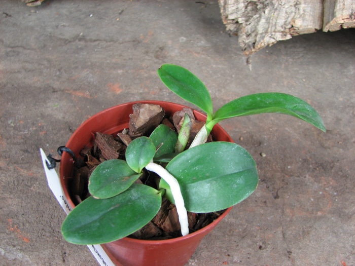 Cattleya Brabantiae 'Banderantes'.JPG