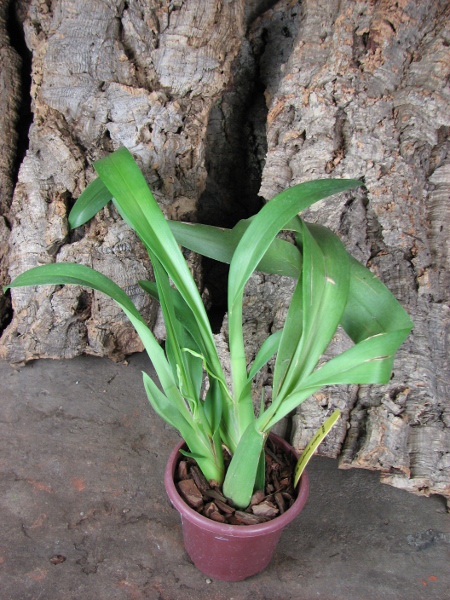 Odontonia Papageno 'Mi Amour'.JPG