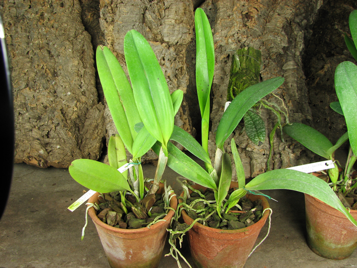 Laelia tenebrosa 'Fumacina Fujita' x Laelia tenebrosa extra XXX.jpg