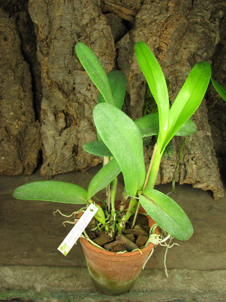 Laeliocattleya Sierra Skies 'Leone'.jpg