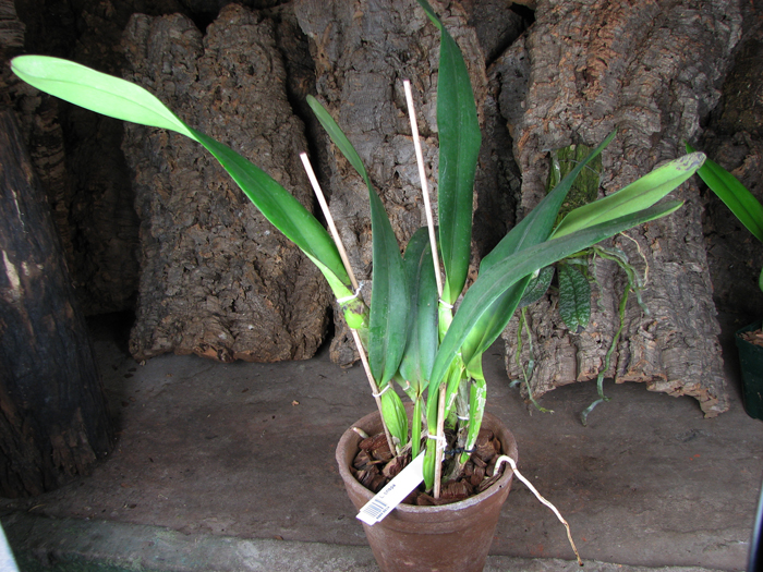Laelia crispa.jpg