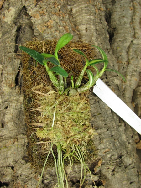 Dendrobium moniliforme Kanayama.JPG