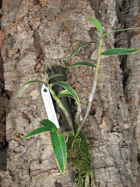 Dendrobium moniliforme Kinzankongo.JPG