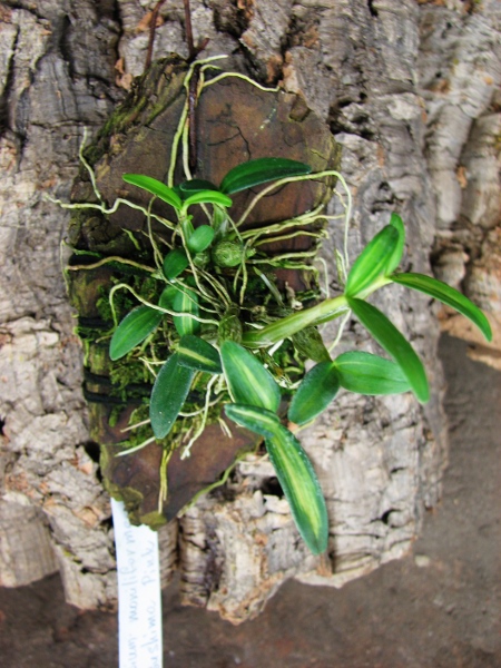 Dendrobium moniliforme Matsushima Pink.JPG
