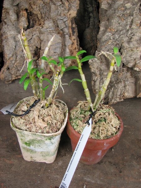 Dendrobium moniliforme Nikko-Den.JPG